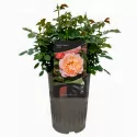 Ruža floribunda Marie Curie ® u tegli 3 L