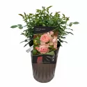 Ruža floribunda Pink Meilove ® u tegli 3 L
