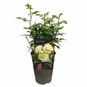 Ruža floribunda White Meilove ® u tegli 3 L