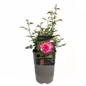 Čajevka ruža Gorgeous Paramount ® u tegli 3 L