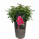 Ruža floribunda Dolce ® u tegli 3 L