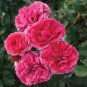 Ruža floribunda Dolce ® u tegli 3 L