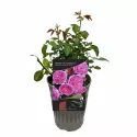 Ruža floribunda Renée van Wegberg ® u tegli 3 L