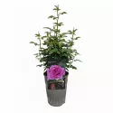 Ruža floribunda Adore Aroma ® u tegli 3 L