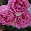 Ruža floribunda Magic Aroma ® u tegli 3 L