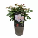 Ruža floribunda Natural Aroma ® u tegli 3 L