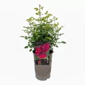 Ruža floribunda Pure Aroma ® u tegli 3 L