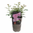 Ruža floribunda Unique Aroma ® u tegli 3 L