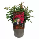 Čajevka ruža André Rieu ® u tegli 3 L