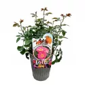 Čajevka ruža Exotic Mella ® u tegli 3 L