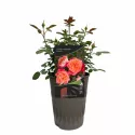Ruža floribunda Hippie Fashion ® u tegli 3 L