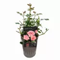 Ruža floribunda Perfume Fashion ® u tegli 3 L