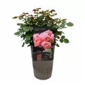 Ruža floribunda Trendy Fashion ® u tegli 3 L