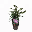 Ruža floribunda Marija Frayla ® u tegli 3 L
