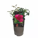 Ruža floribunda Konstantina Freska ® u tegli 3 L