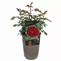Ruža floribunda Morava Reka ® u tegli 3 L