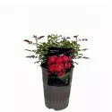 Ruža floribunda Nera Reka ® u tegli 3 L
