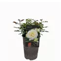 Ruža floribunda Pearl Vaza ® u tegli 3 L