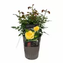 Mini ruže Flower Power Gold ® – u saksiji 3L