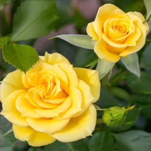 Mini ruže Flower Power Gold ® – u saksiji 3L