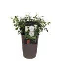 Mini ruže White Cover ® – u saksiji 3L