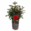 Ruže floribunda Europeana – u saksiji 3L