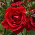 Ruže floribunda Europeana – u saksiji 3L