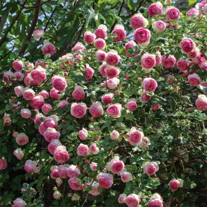 Penjačka ruža Eden Rose ® u tegli 3L