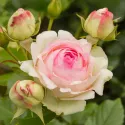 Penjačka ruža Eden Rose ® u tegli 3L