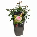 Penjačka ruža Eden Rose ® u tegli 3L