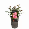 Ruže čajevke Lady of England ® – u saksiji 3L