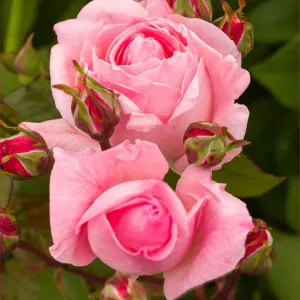 Ruže čajevke Lady of England ® – u saksiji 3L