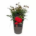 Ruže floribunda Red Wanderer ® – u saksiji 3L
