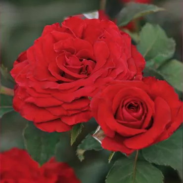 Ruže floribunda Red Wanderer ® – u saksiji 3L