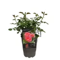 Mini ruža Designer Sunset ® u tegli 3L