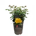 Ruže floribunda Arthur Bell ® – u saksiji 3L