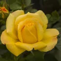 Ruže floribunda Arthur Bell ® – u saksiji 3L