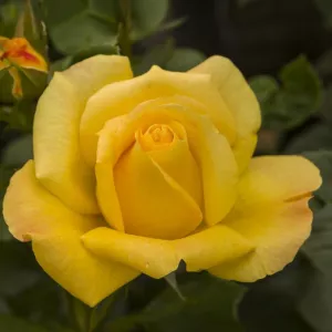 Ruže floribunda Arthur Bell ® – u saksiji 3L
