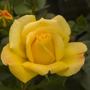 Ruže floribunda Arthur Bell ® – u saksiji 3L