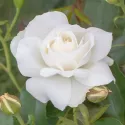 Ruže floribunda Kristall Perle ® – u saksiji 3L
