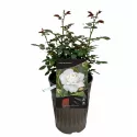 Ruže floribunda Kristall Perle ® – u saksiji 3L