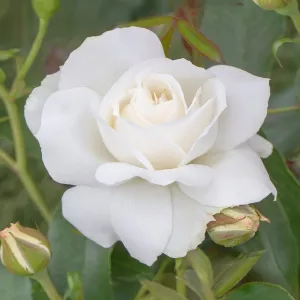 Ruže floribunda Kristall Perle ® – u saksiji 3L