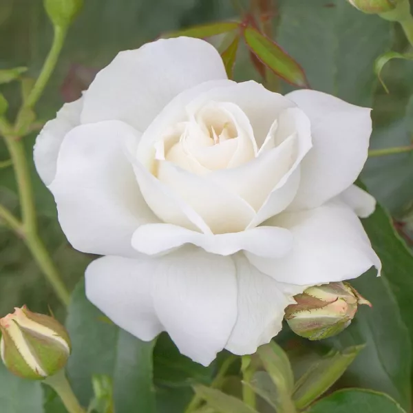Ruže floribunda Kristall Perle ® – u saksiji 3L