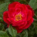 Ruže floribunda Little Buckaroo ® – u saksiji 3L