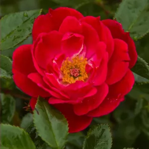 Ruže floribunda Little Buckaroo ® – u saksiji 3L