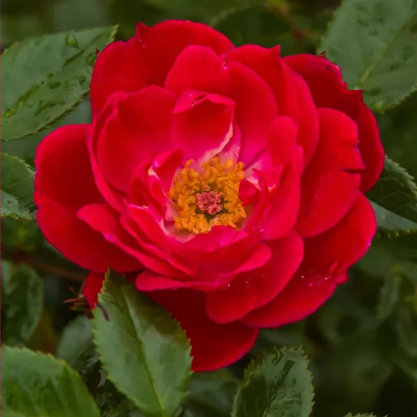 Ruže floribunda Little Buckaroo ® – u saksiji 3L