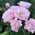 Ruže floribunda Pink Ruf ® – u saksiji 3L