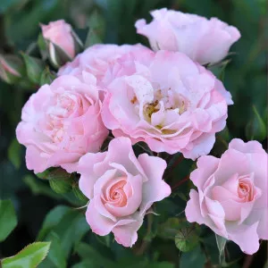 Ruže floribunda Pink Ruf ® – u saksiji 3L