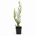 Leyland čempres (Cupressocyparis leylandii) 50–60 cm, u tegli