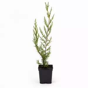 Leyland čempres (Cupressocyparis leylandii) 50–60 cm, u tegli